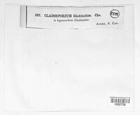 Cladosporium gleditschiae image